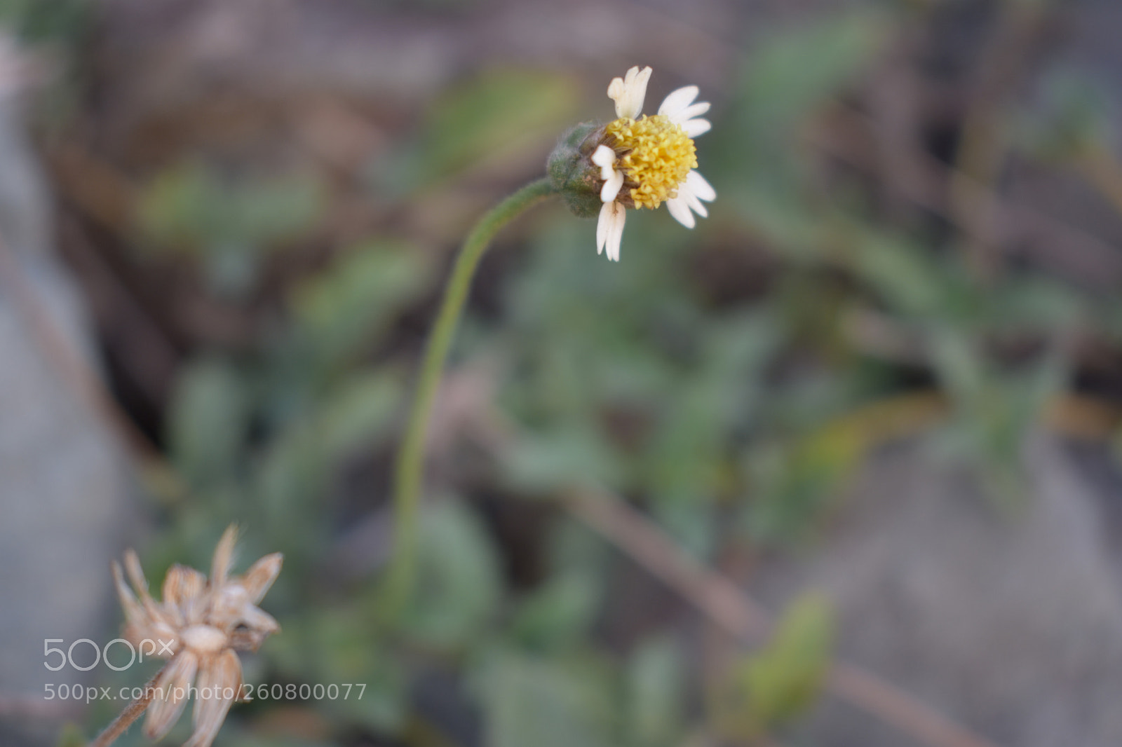 Nikon D3400 sample photo. Weed flower photography