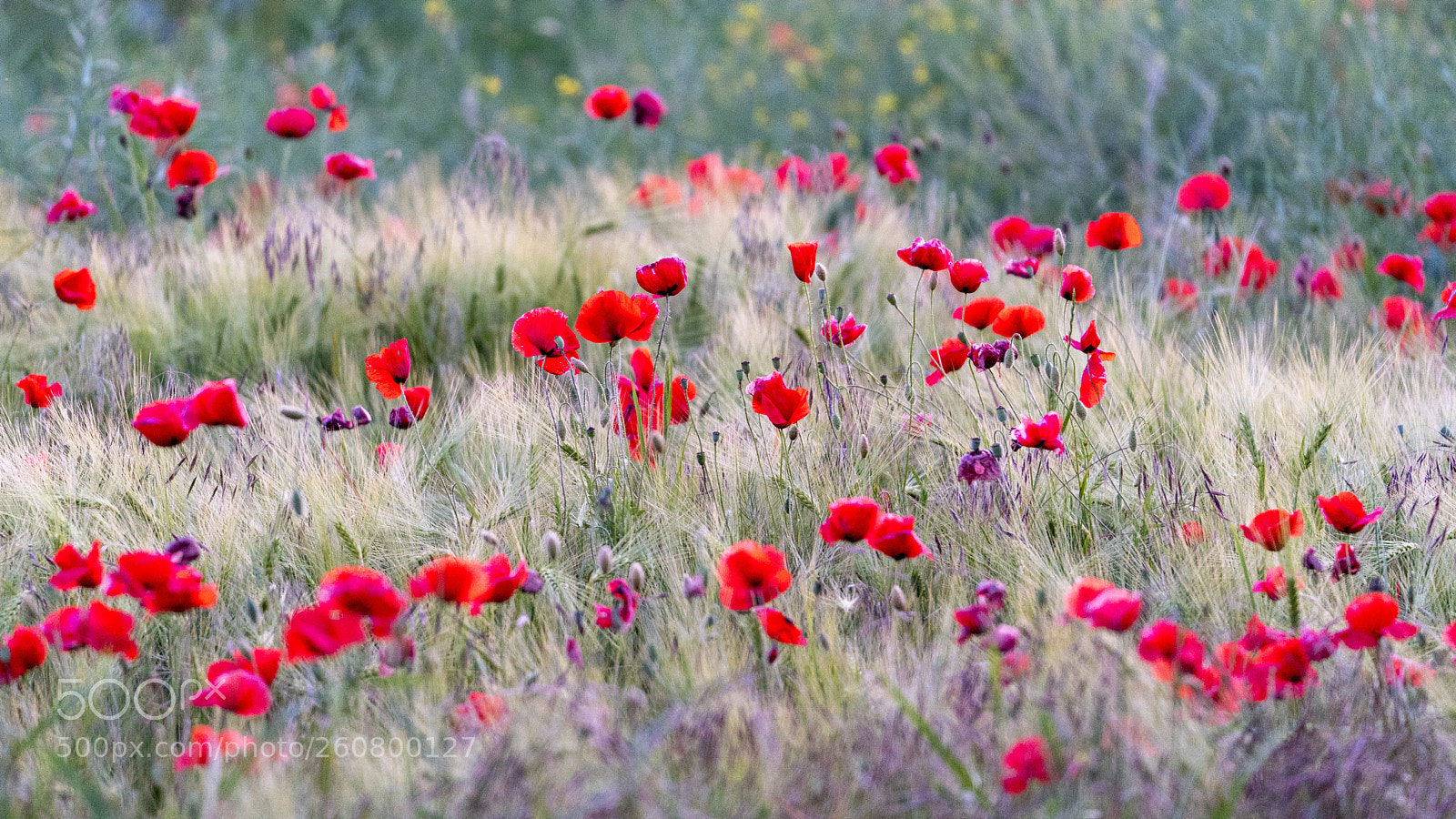 Sony a7R III sample photo. Poppy blossom field photography
