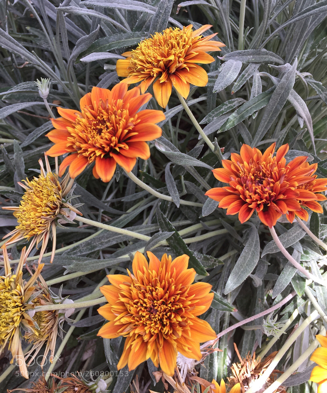 Apple iPhone 6 sample photo. Untitled photography
