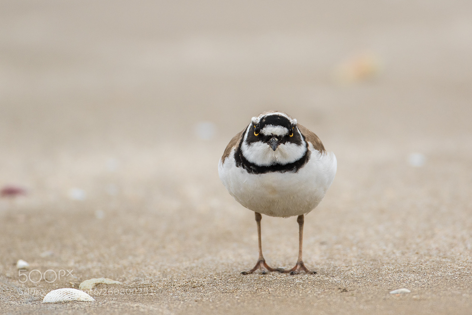Canon EOS 7D Mark II sample photo. Gaze at little ringed photography