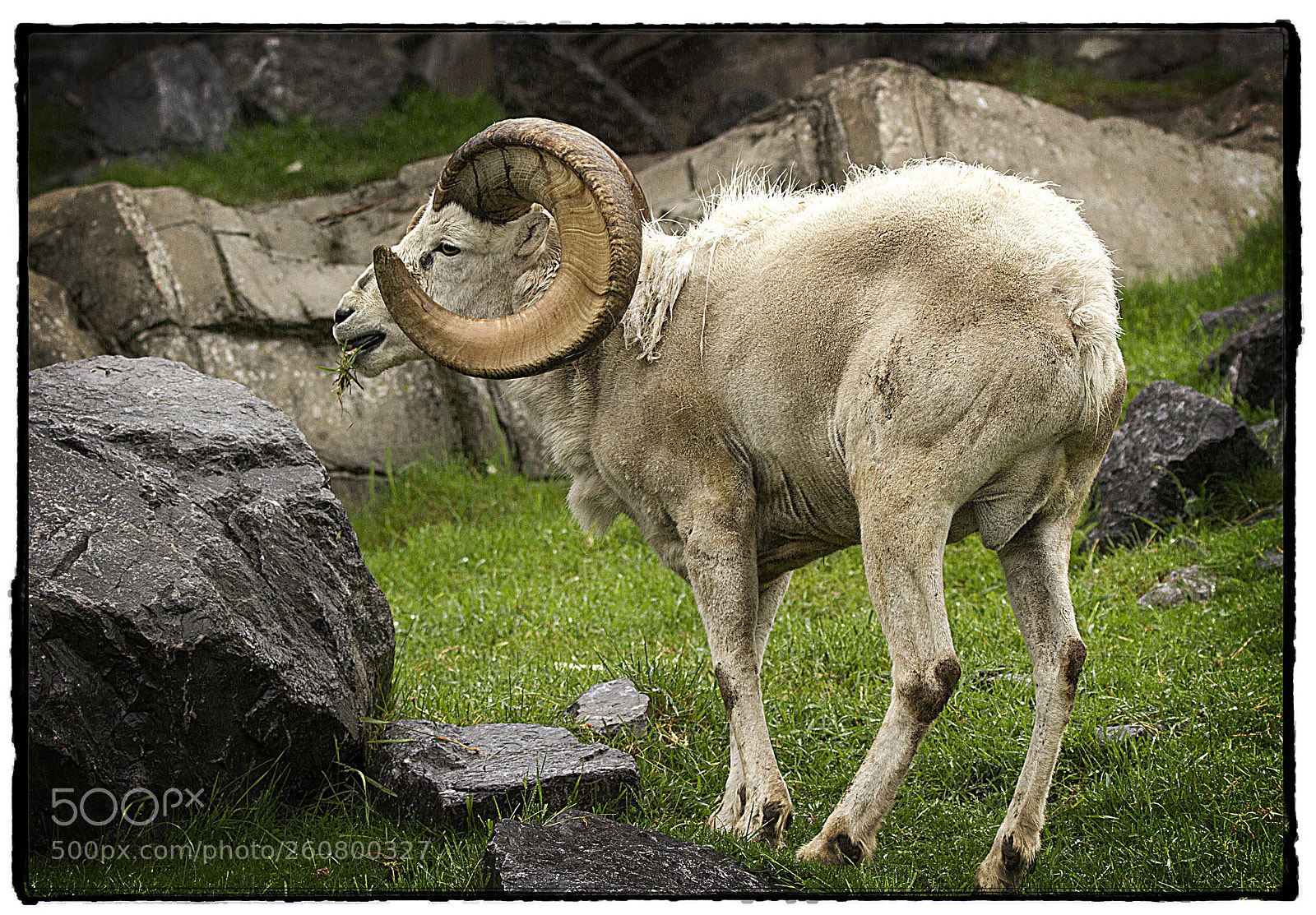 Canon EOS 7D sample photo. Mountain sheep. photography