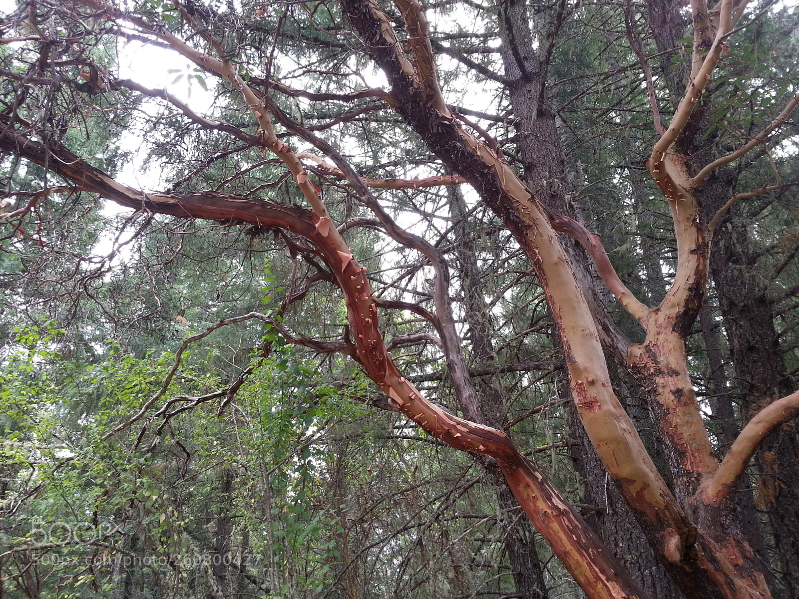 Samsung Galaxy S3 sample photo. Bare tree photography