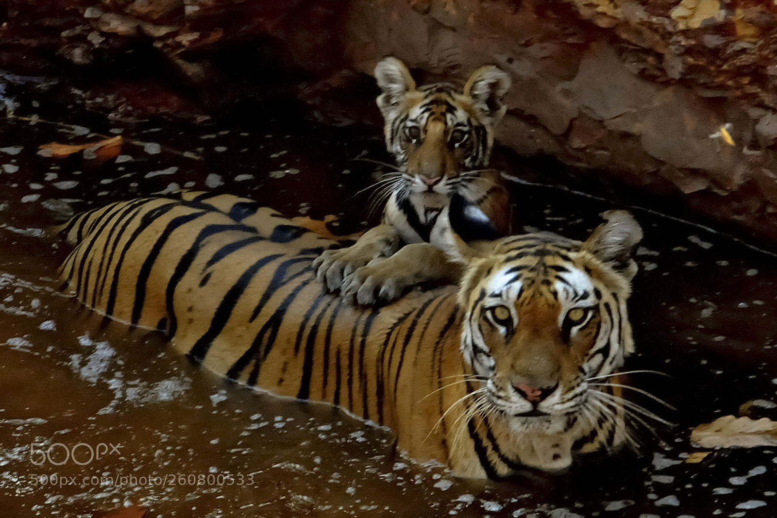 Nikon D300 sample photo. The tigress and her photography