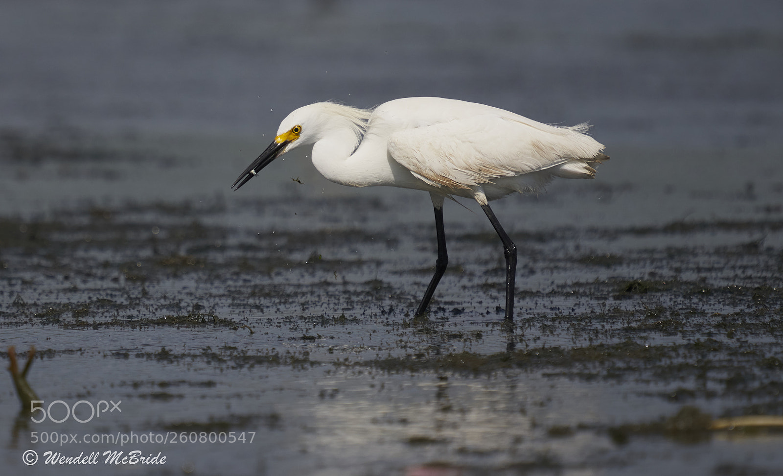 Sony a7R III sample photo. Snowy egret with fish photography