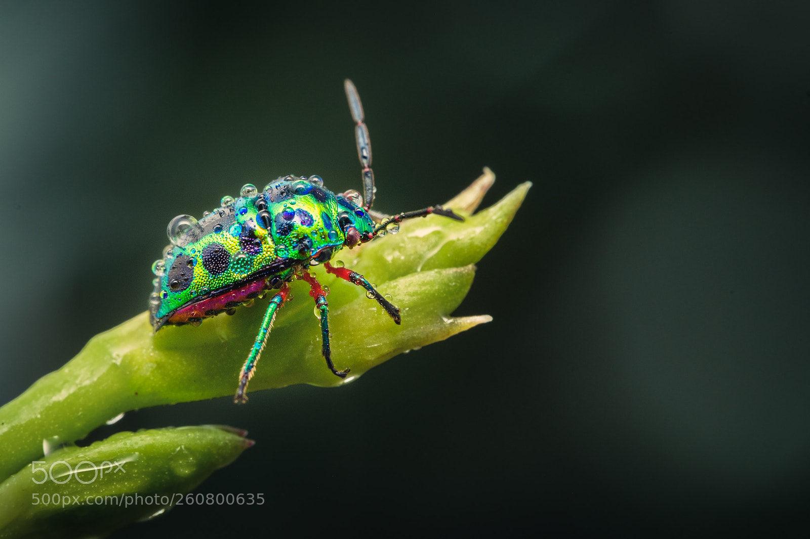 Fujifilm X-T2 sample photo. Lychee shield-backed jewel bug photography