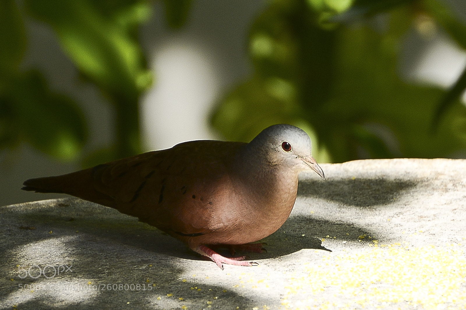 Nikon D7100 sample photo. Pegando um solzinho gostoso. photography