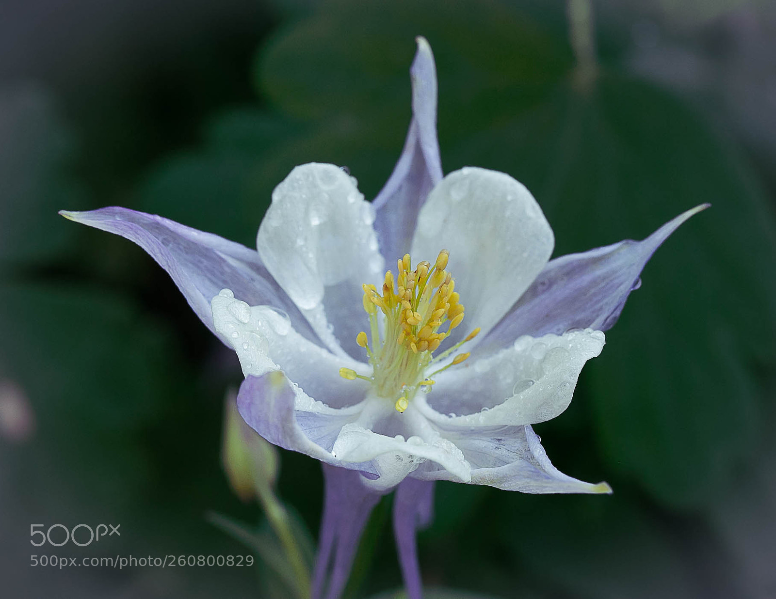 Canon EOS 6D sample photo. Spring columbine photography