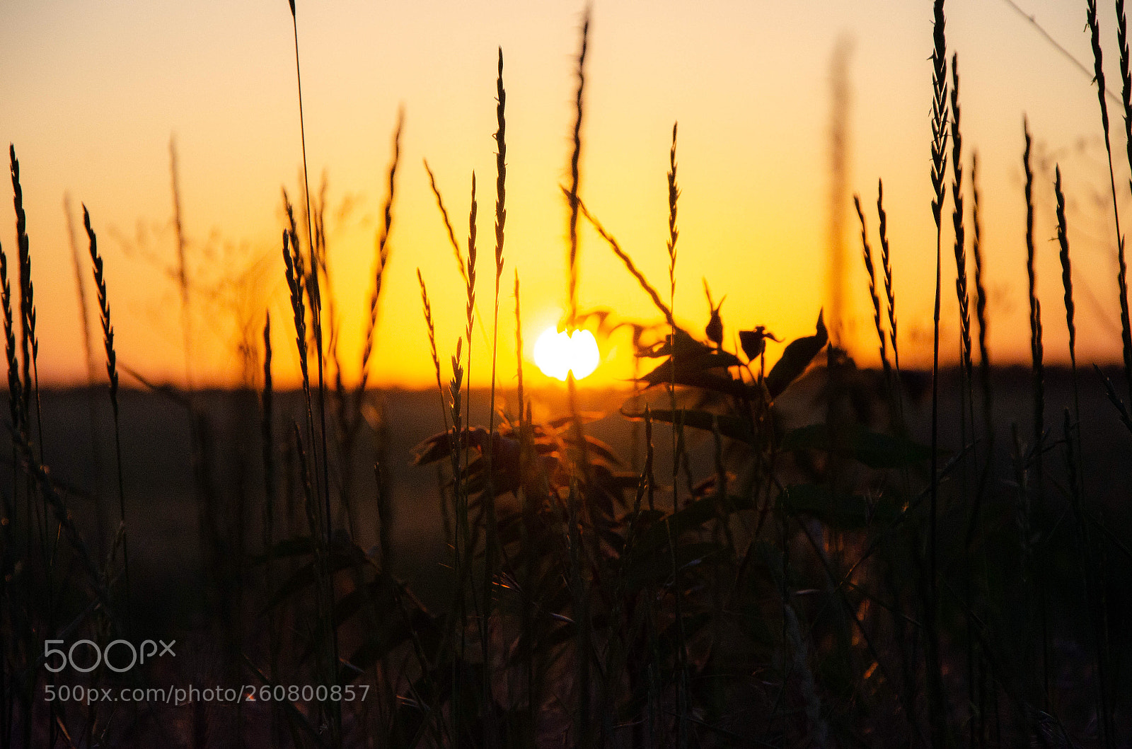 Nikon D7000 sample photo. Untitled photography