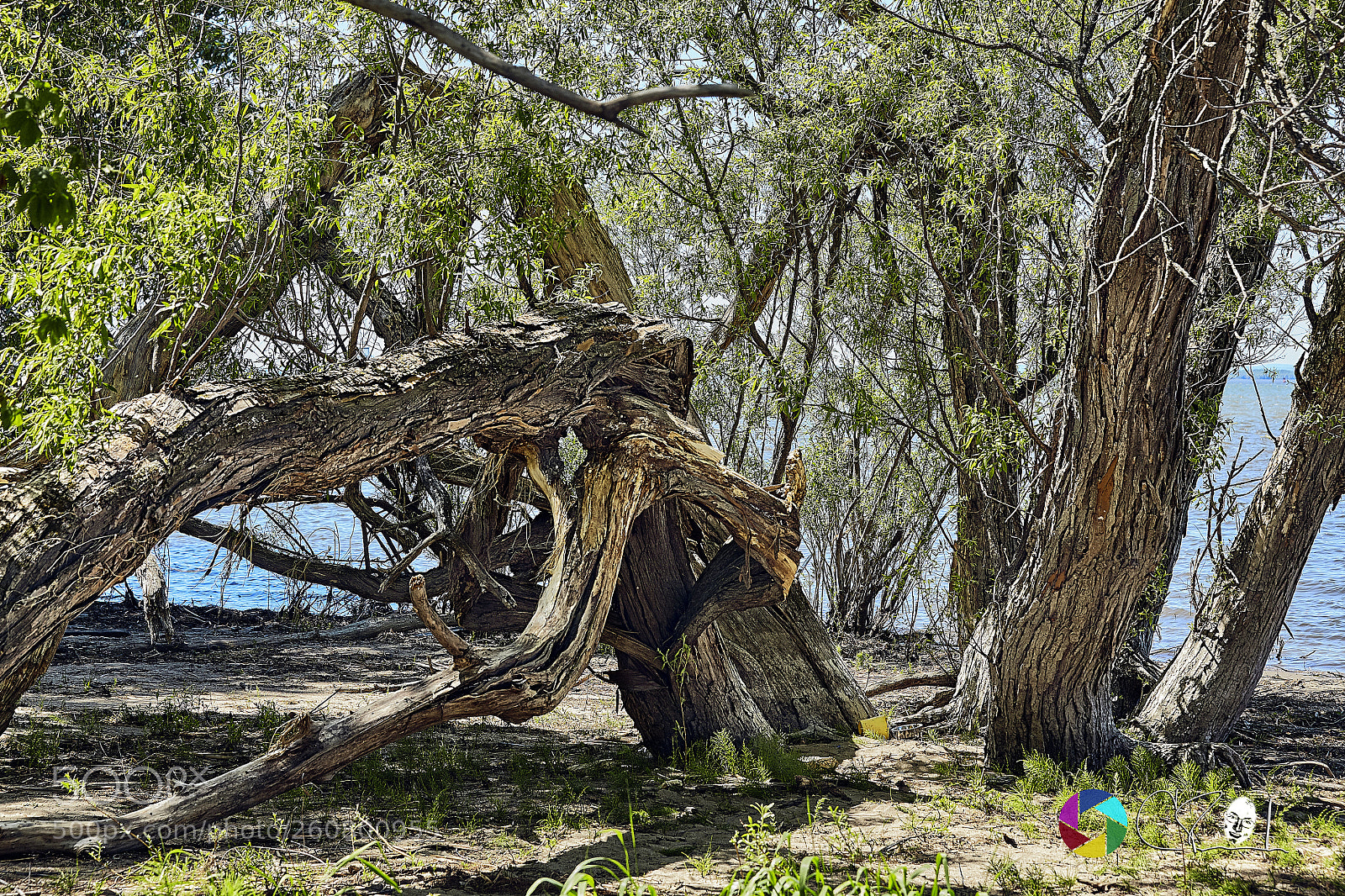 Canon EOS 5D Mark II sample photo. Arbre mort photography