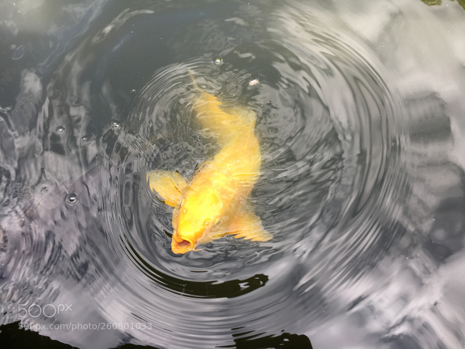 Apple iPhone 6s sample photo. Gold carp photography