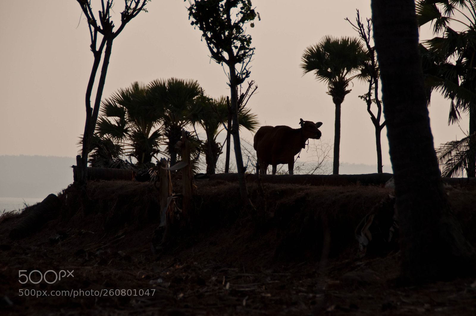 Nikon D90 sample photo. Bali 2015 photography