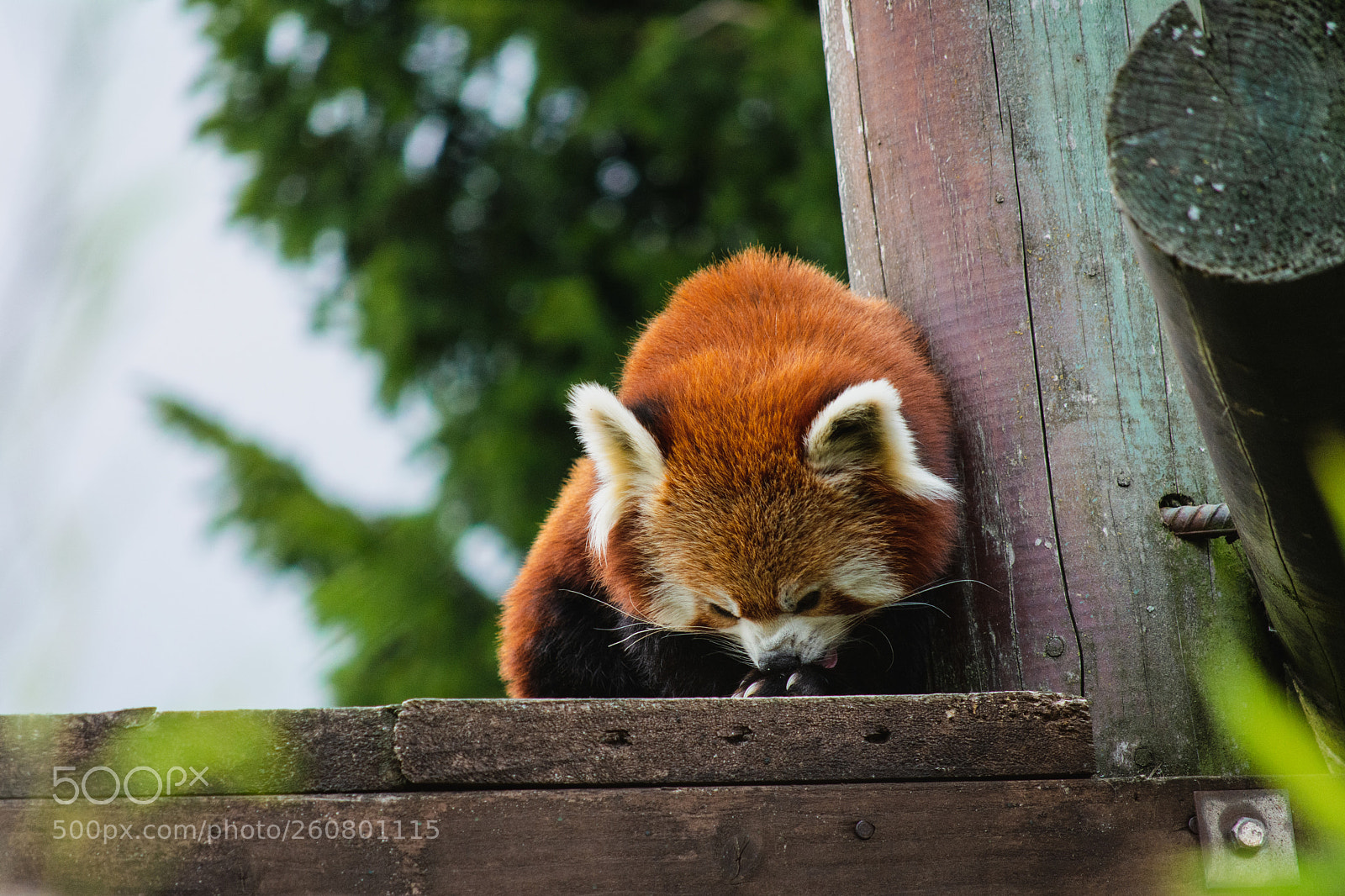 Nikon D5200 sample photo. Red panda photography