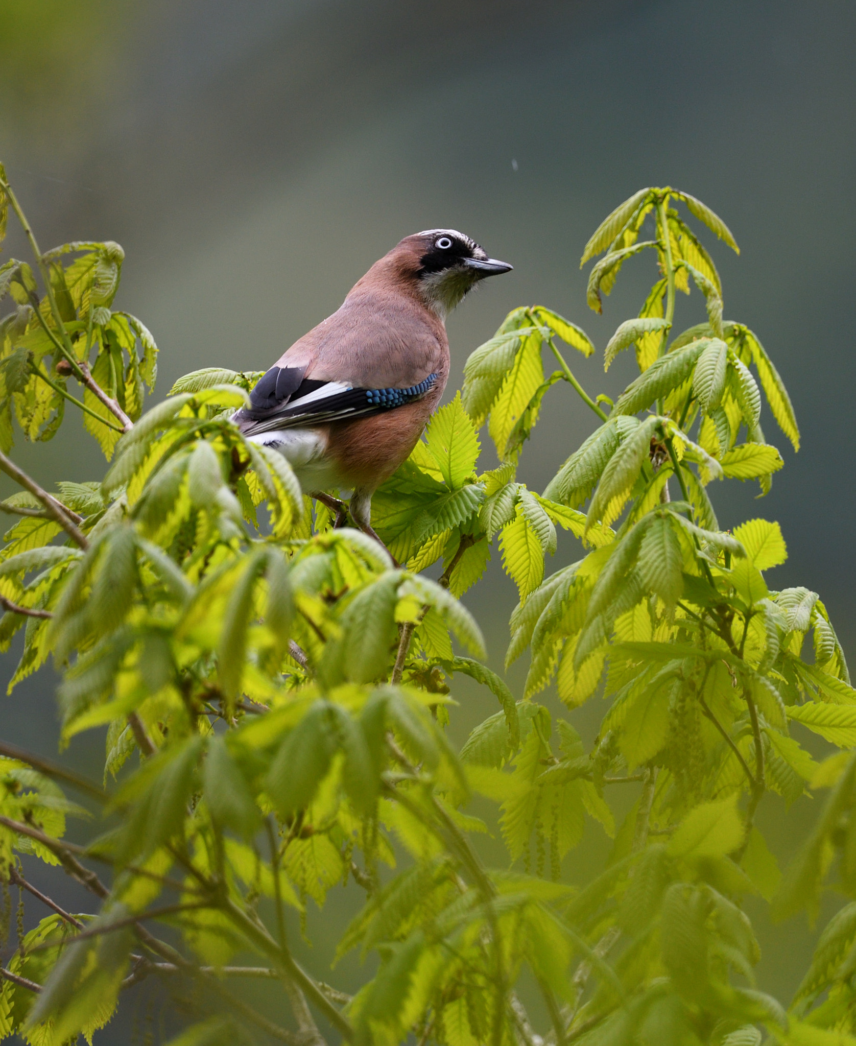 Nikon AF-S Nikkor 500mm F4G ED VR sample photo. Eurasian jay photography