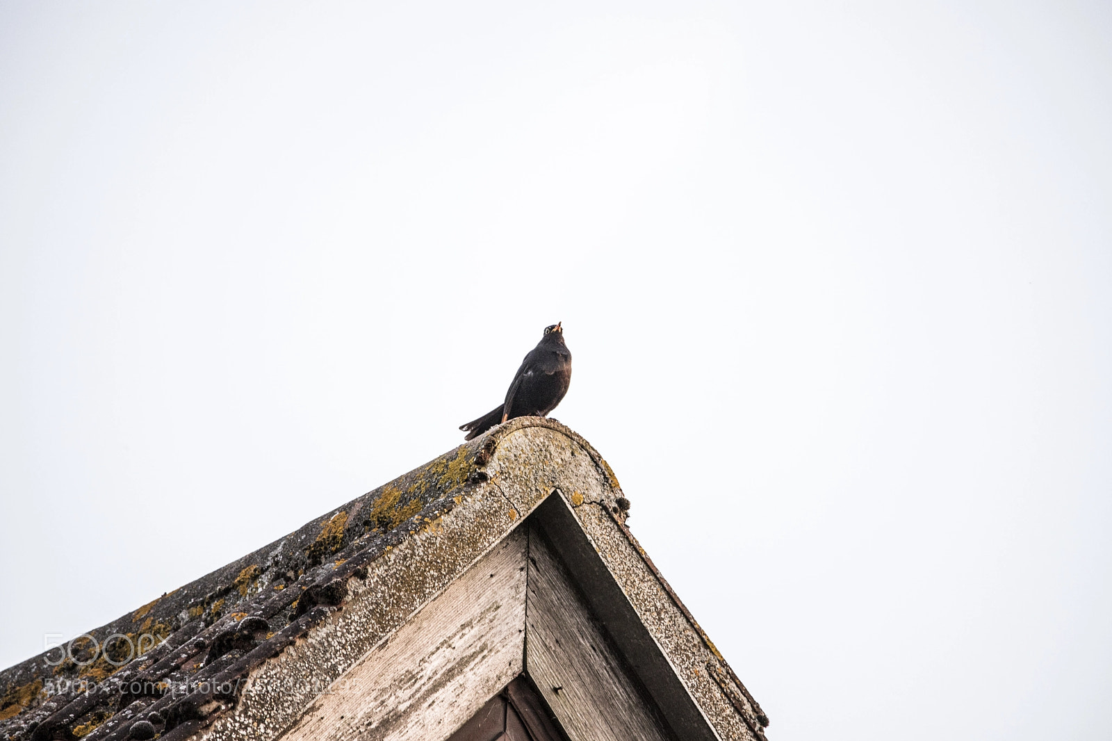 Canon EOS 6D Mark II sample photo. Blackbird on the roof photography