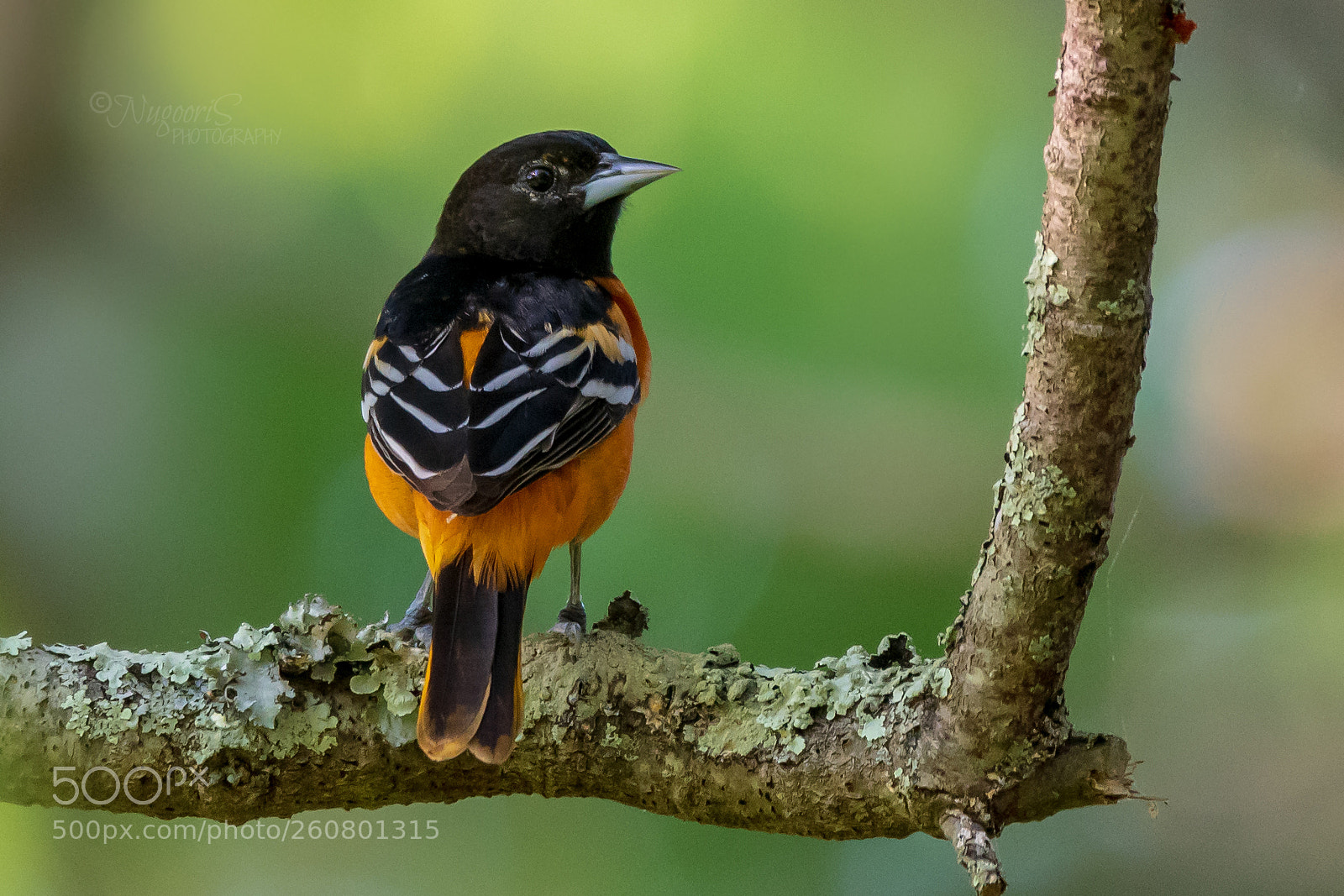 Nikon D500 sample photo. Baltimore oriole photography