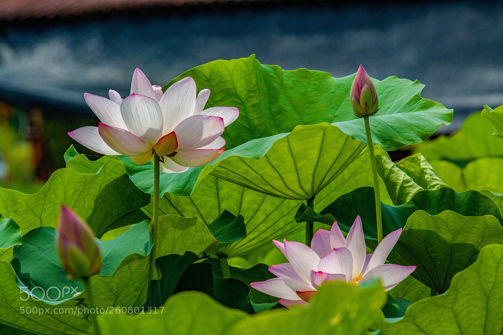 Canon EOS 50D sample photo. Untitled photography