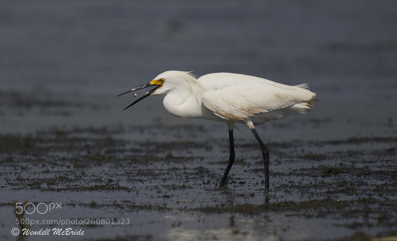 Sony a7R III sample photo. Snowy egret with fish photography
