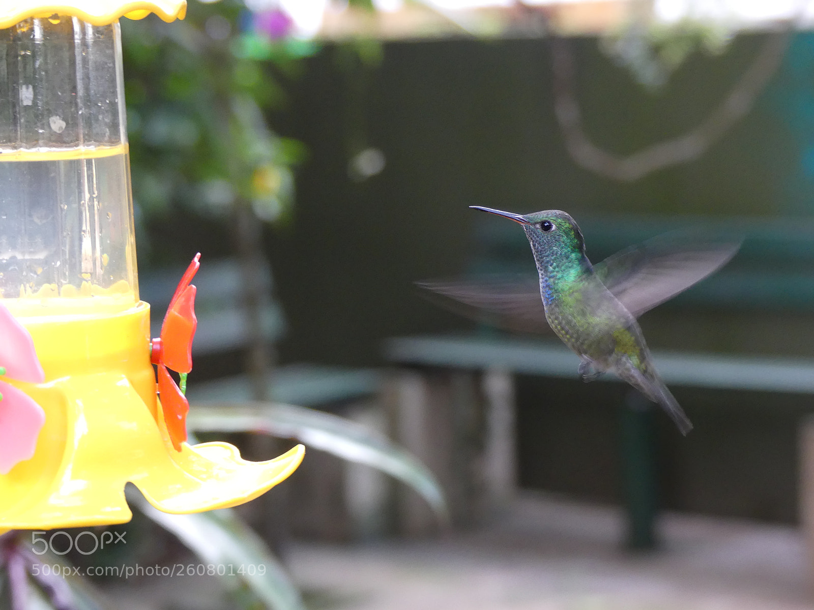 Panasonic Lumix DMC-FZ300 sample photo. Hummingbird photography