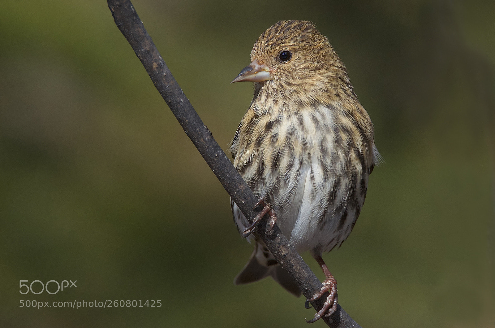 Nikon D7000 sample photo. Pine siskin photography