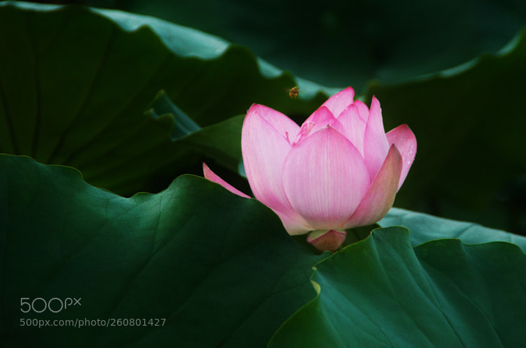Sony SLT-A58 sample photo. Hidden charm photography