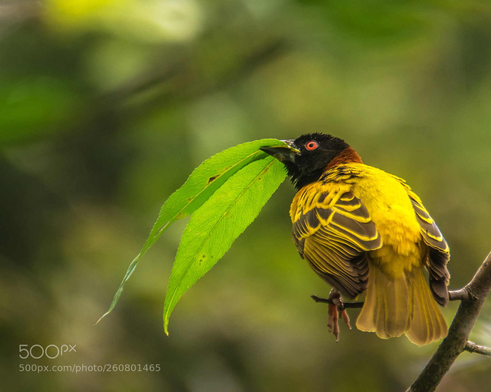 Nikon D5300 sample photo. Weaver bird photography
