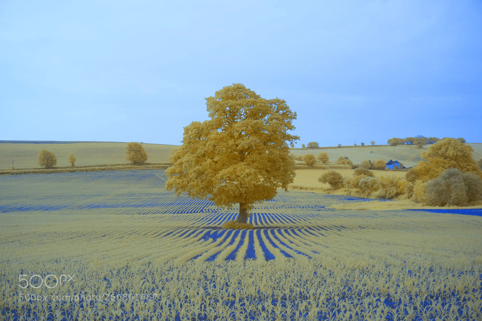 Sony a6000 sample photo. Devon landscape 590nm infrared photography