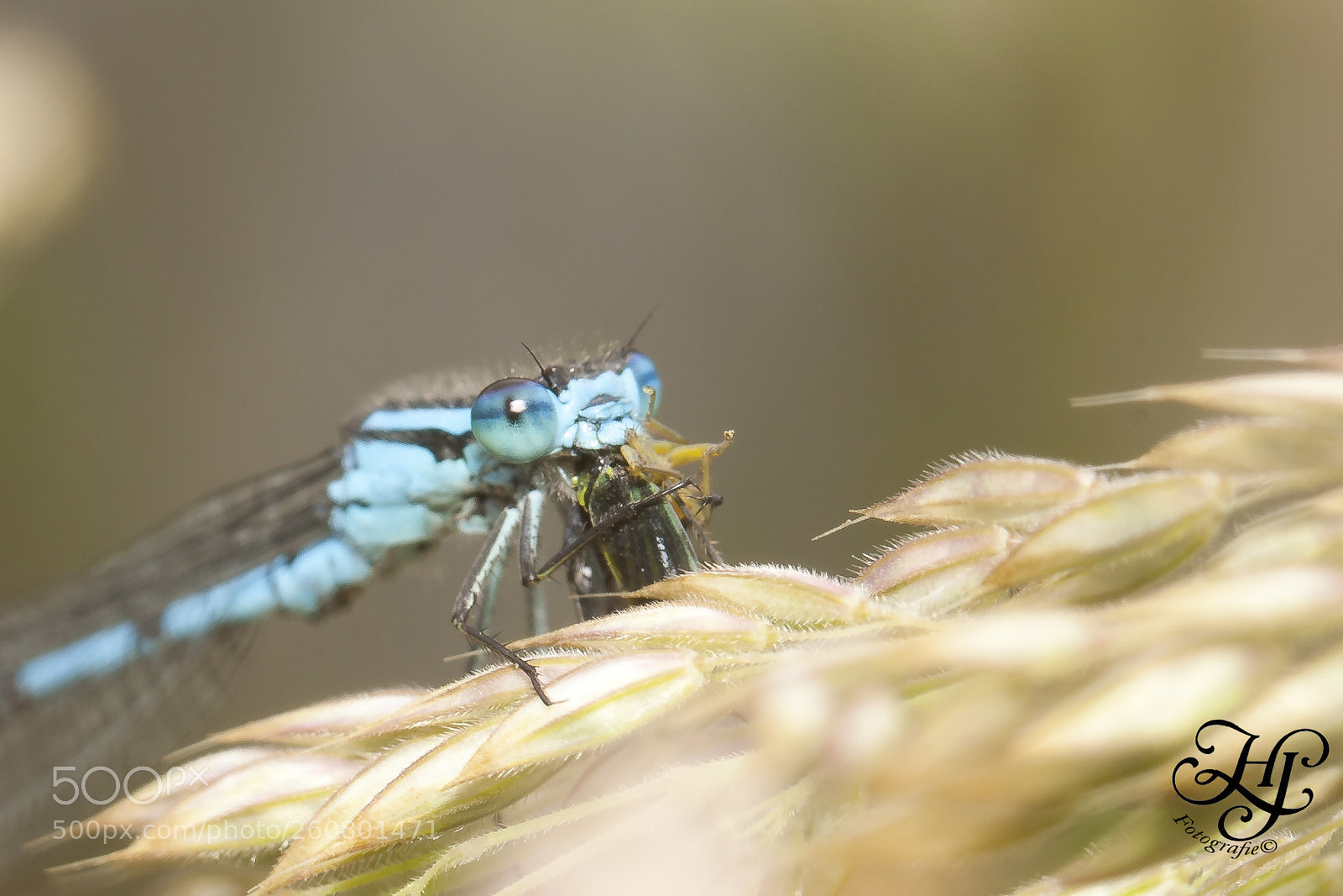 Canon EOS 5D Mark II sample photo. Eating time photography