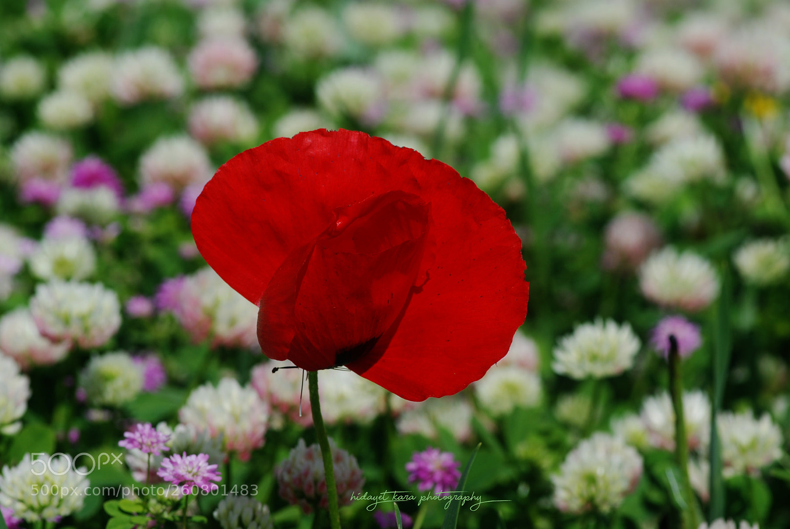 Nikon D80 sample photo. Gelincik photography