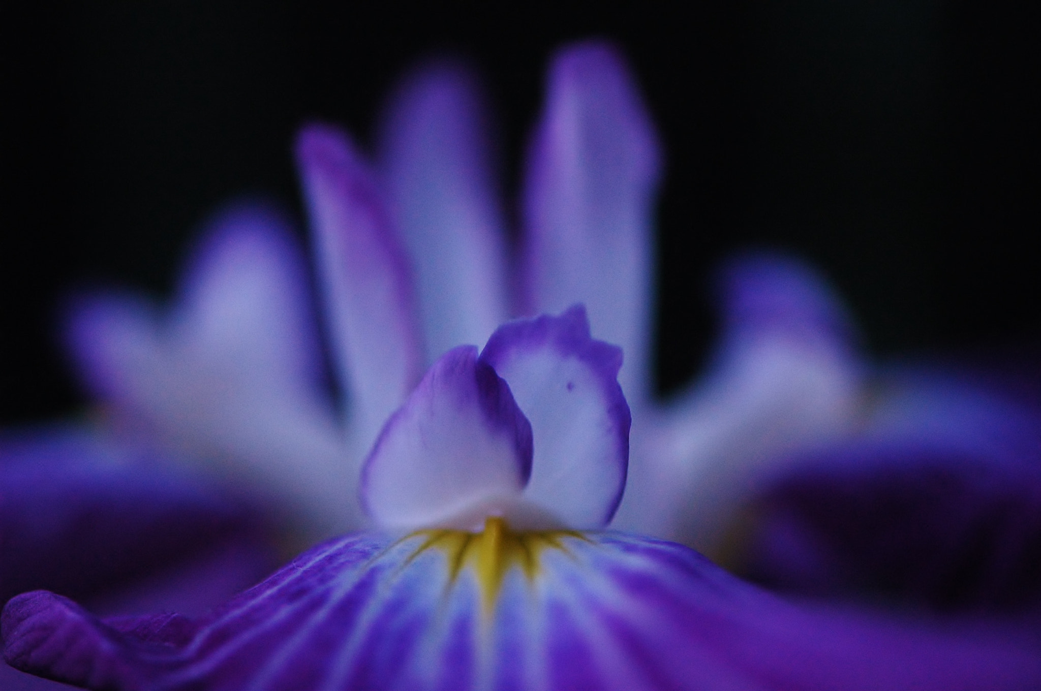 Nikon AF-S Micro-Nikkor 105mm F2.8G IF-ED VR sample photo. Iris of up photo photography