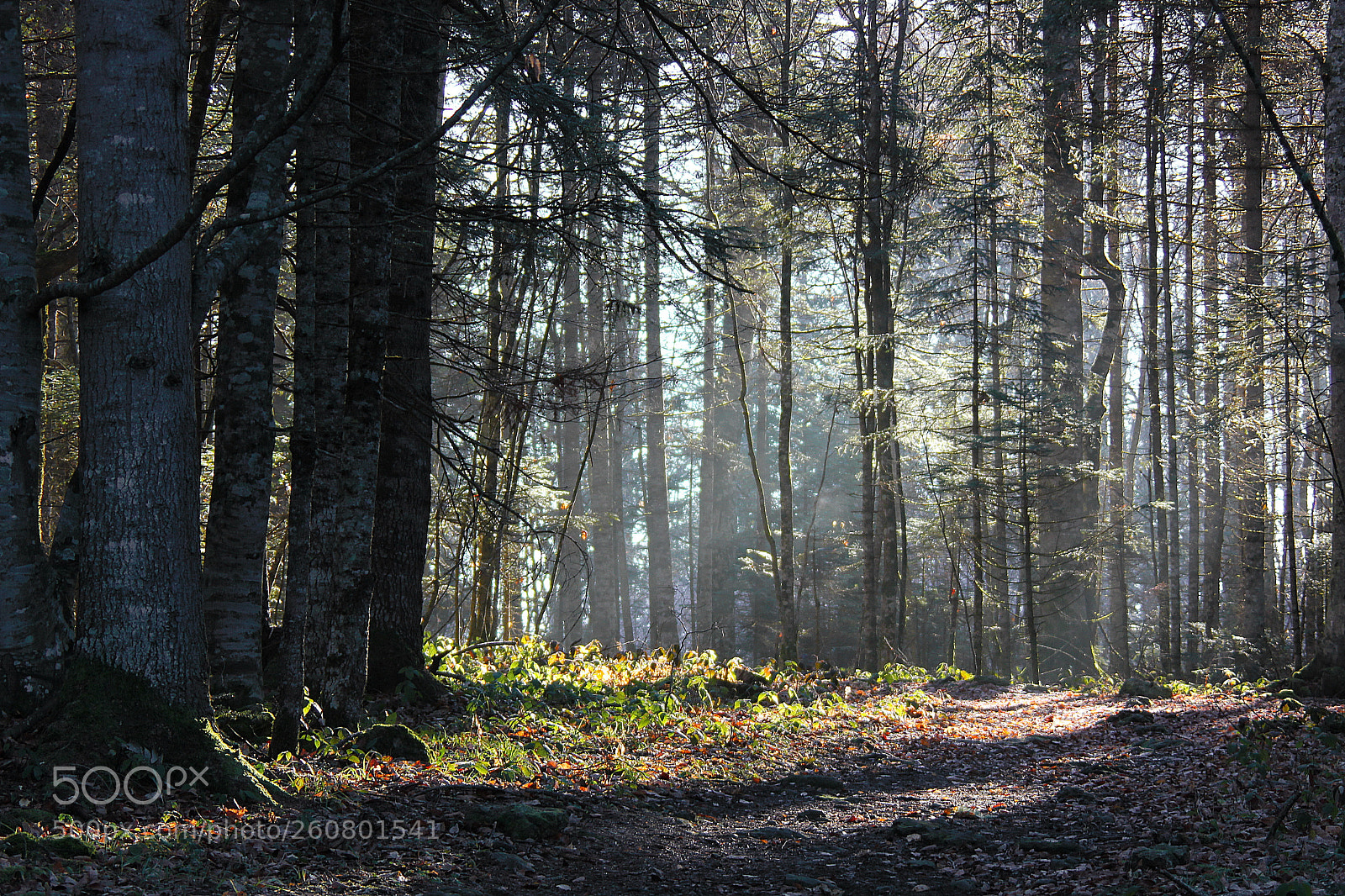 Canon EOS 550D (EOS Rebel T2i / EOS Kiss X4) sample photo. Forest photography