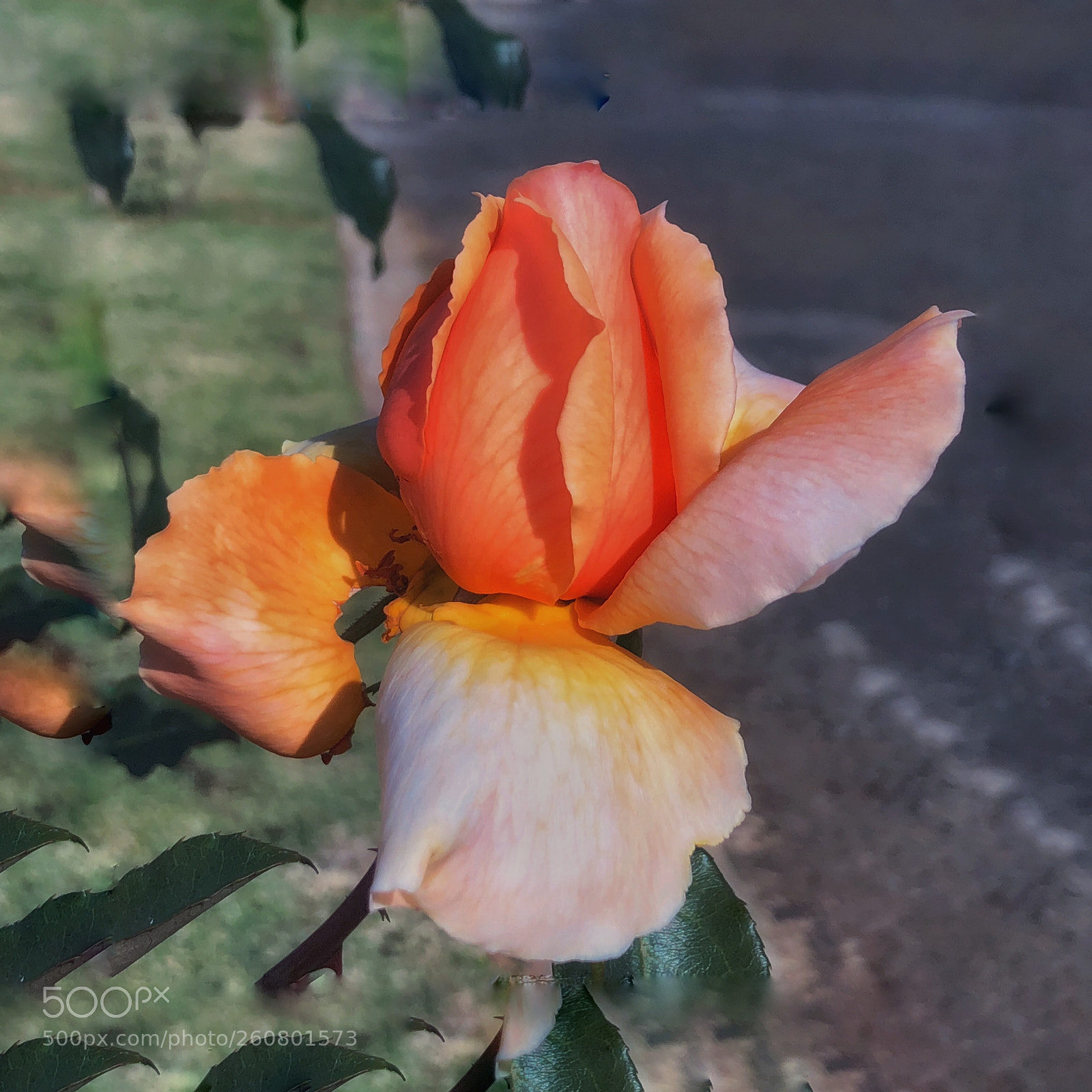 Apple iPhone X sample photo. Peachy rose photography