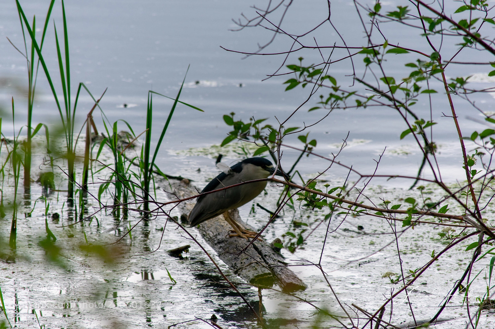 Nikon D3400 sample photo. Black-crowned night heron photography