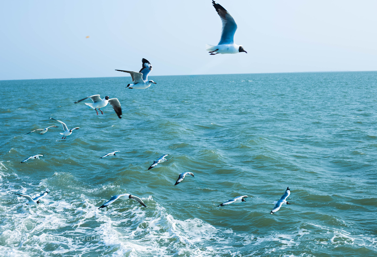 Canon EOS 6D sample photo. Flying formation photography