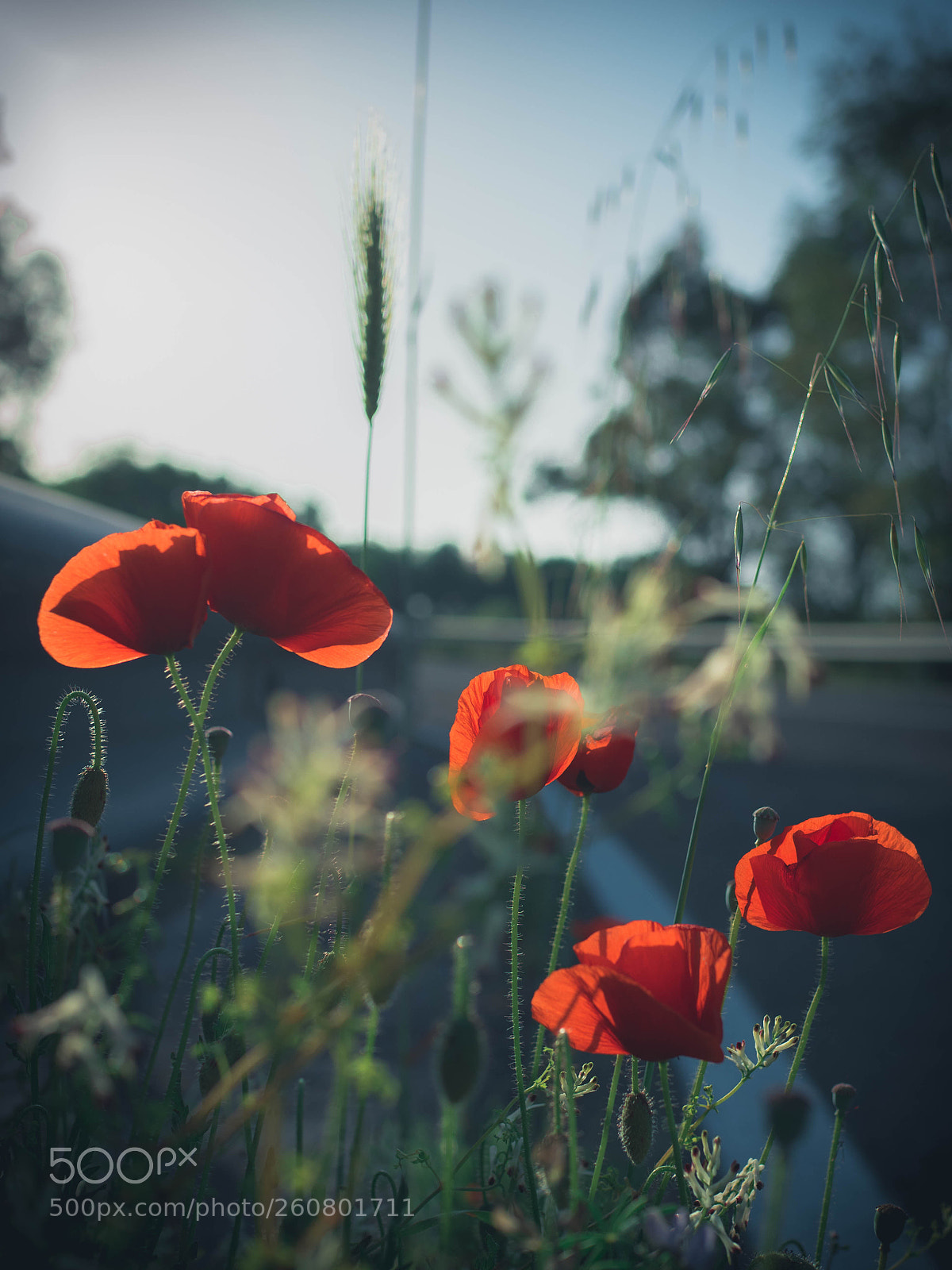 Olympus OM-D E-M5 II sample photo. Wild poppies photography