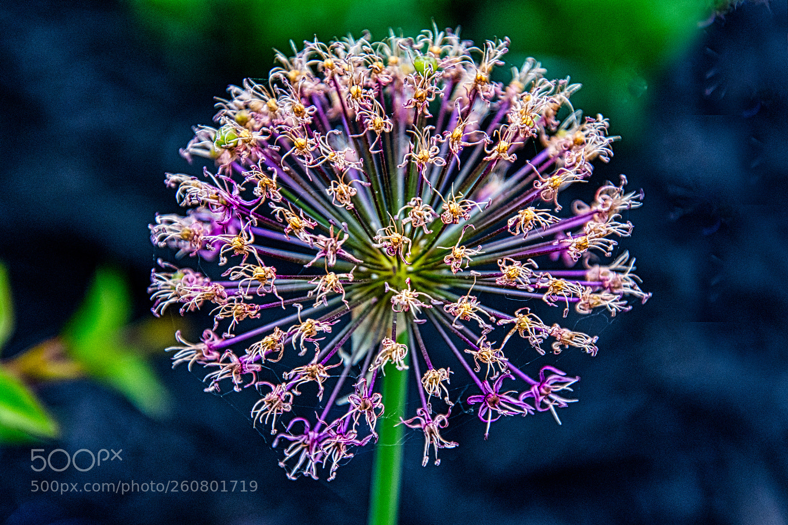 Nikon D7200 sample photo. Flowering onion #2 photography
