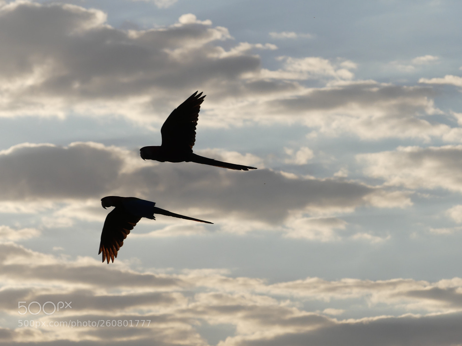 Panasonic Lumix DMC-FZ300 sample photo. Flying macaw parrots photography