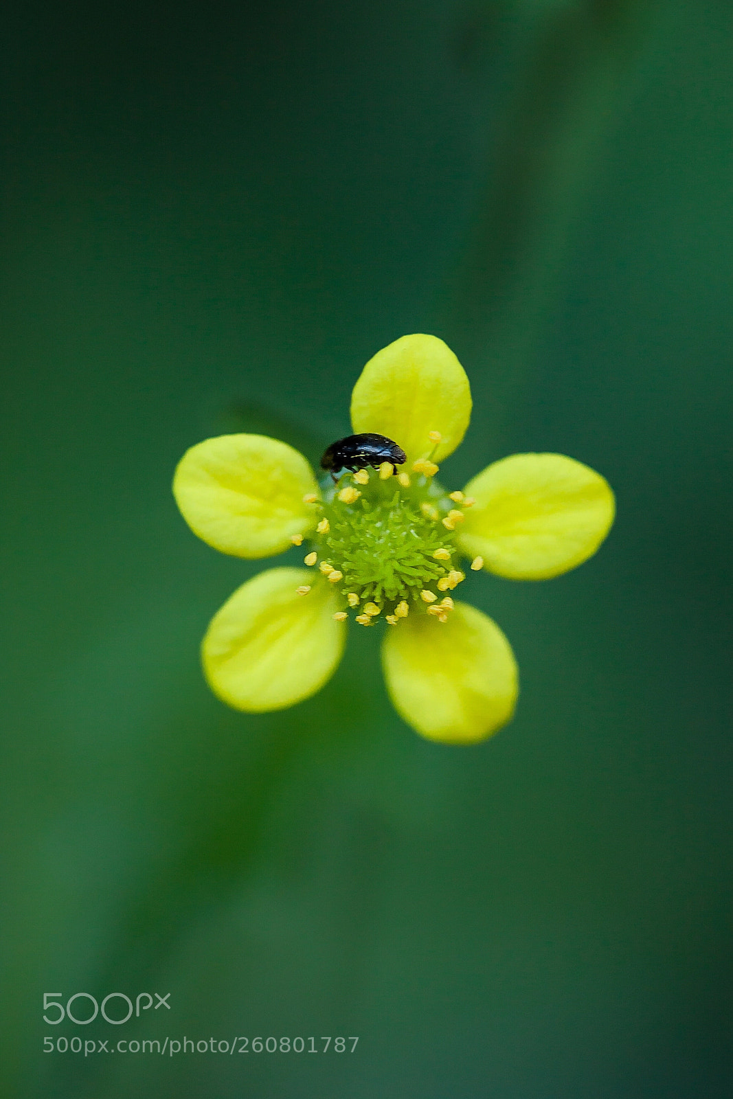 Canon EOS 50D sample photo. I live here photography