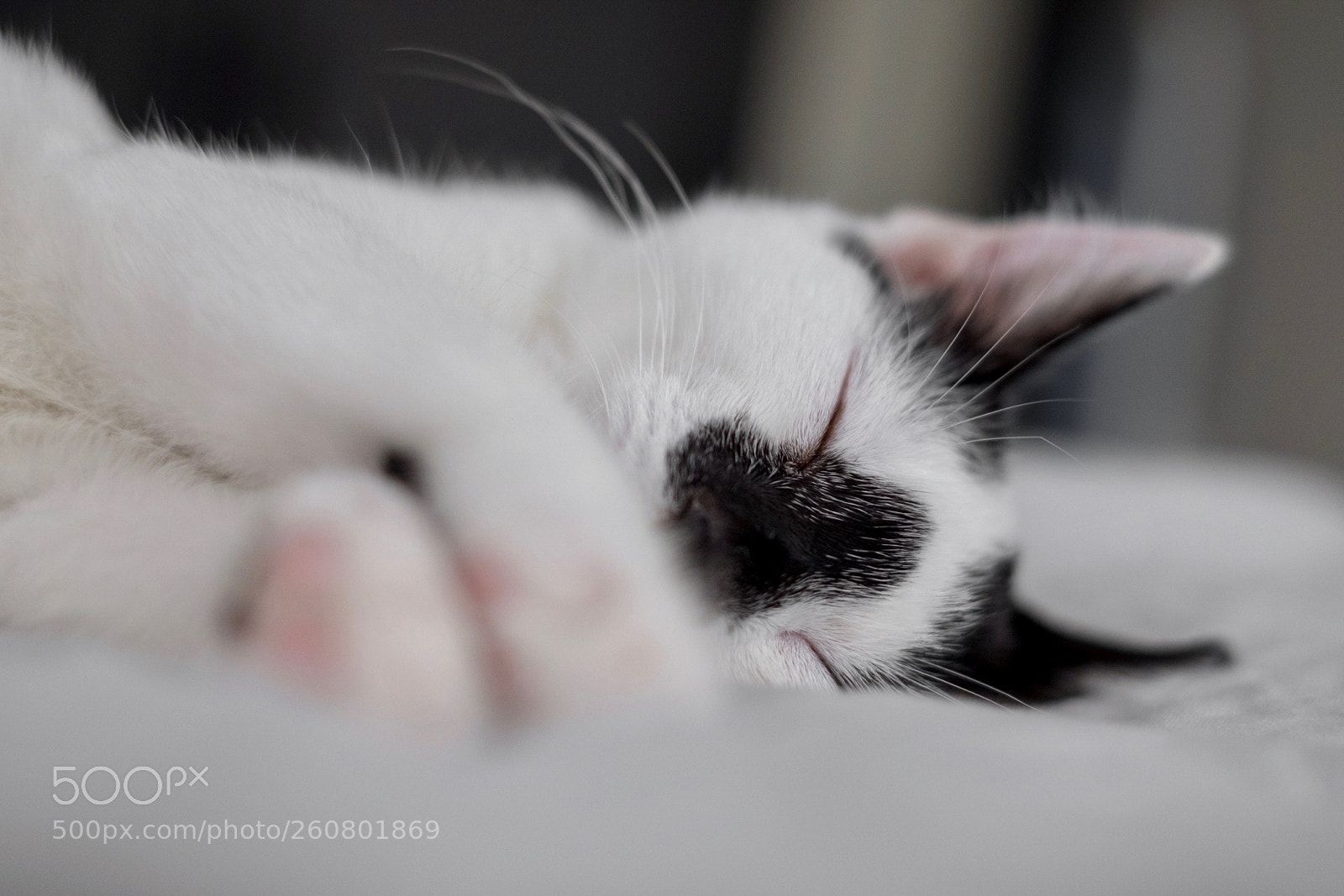 Fujifilm X-T20 sample photo. Sleep photography