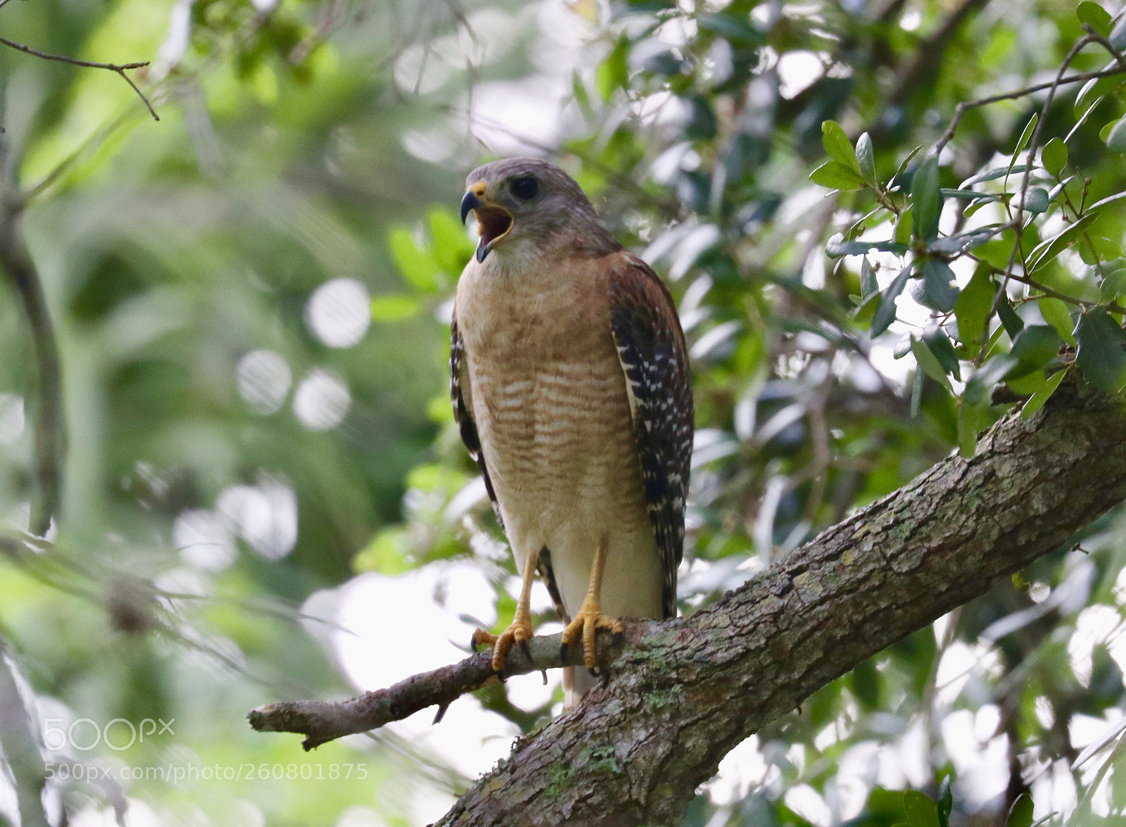 Canon EOS 80D sample photo. Red shouldered hawk photography