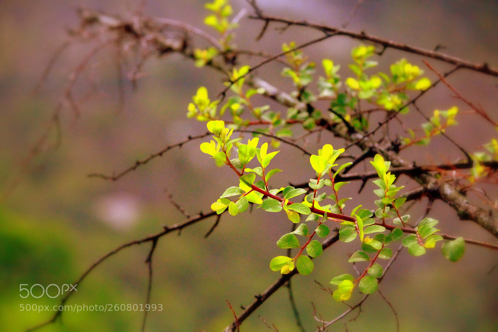 Canon EF-S 55-250mm F4-5.6 IS II sample photo. Img photography