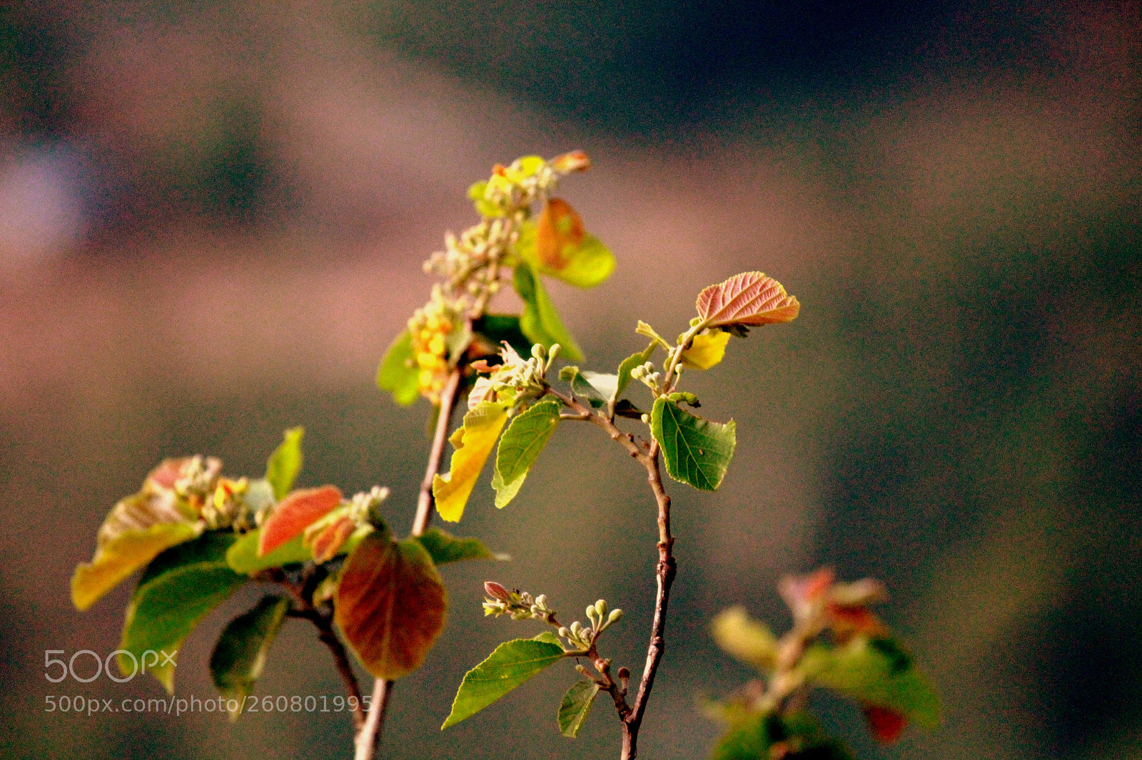 Canon EF-S 55-250mm F4-5.6 IS II sample photo. Img photography