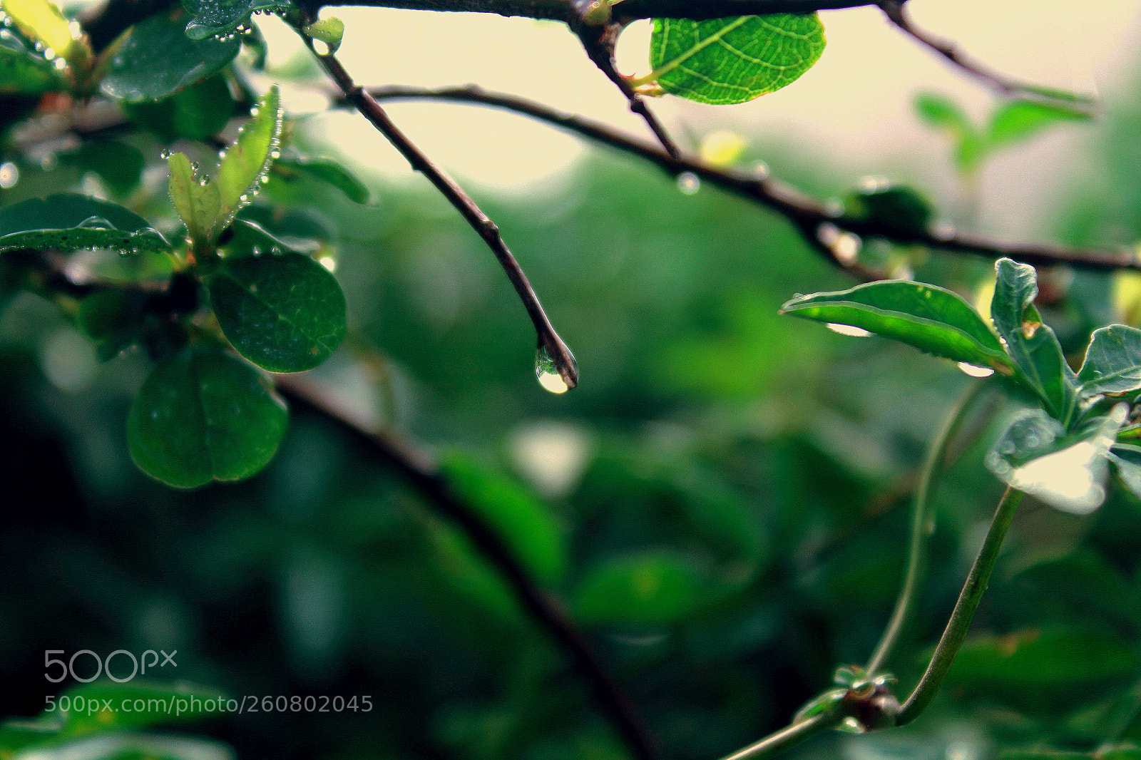 Canon EOS 700D (EOS Rebel T5i / EOS Kiss X7i) sample photo. Img photography
