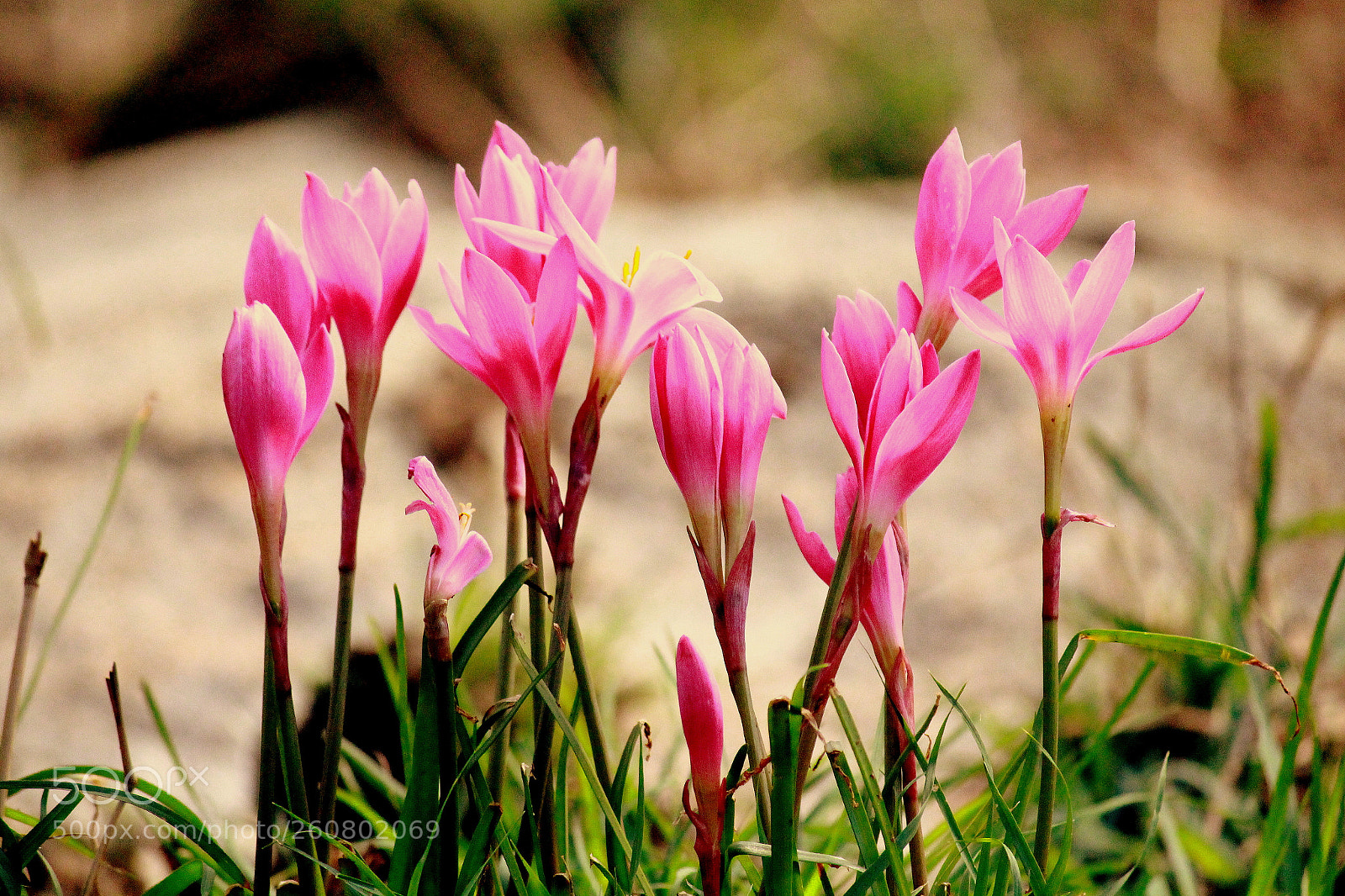 Canon EF-S 55-250mm F4-5.6 IS II sample photo. Img photography