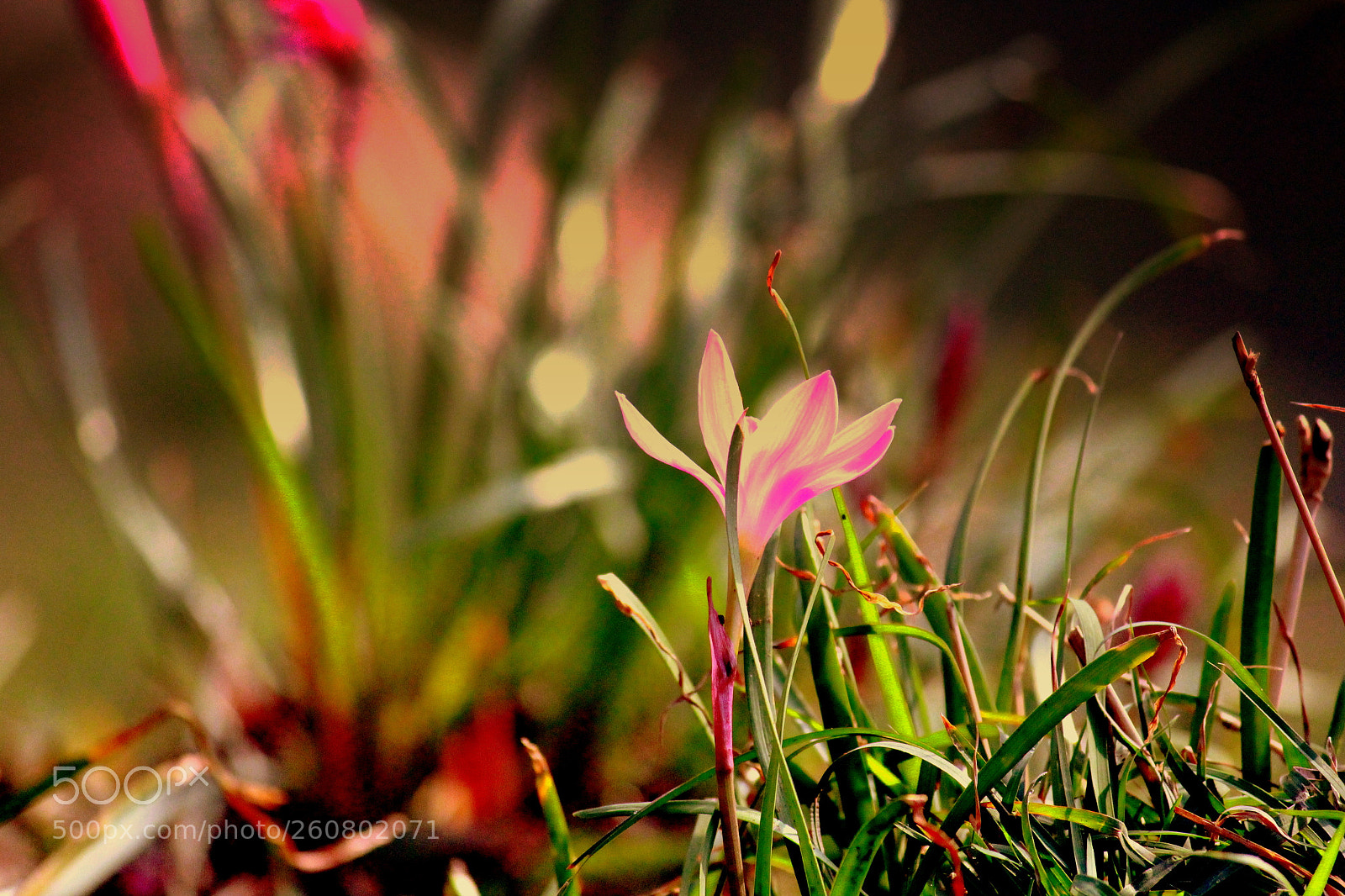 Canon EF-S 55-250mm F4-5.6 IS II sample photo. Img photography