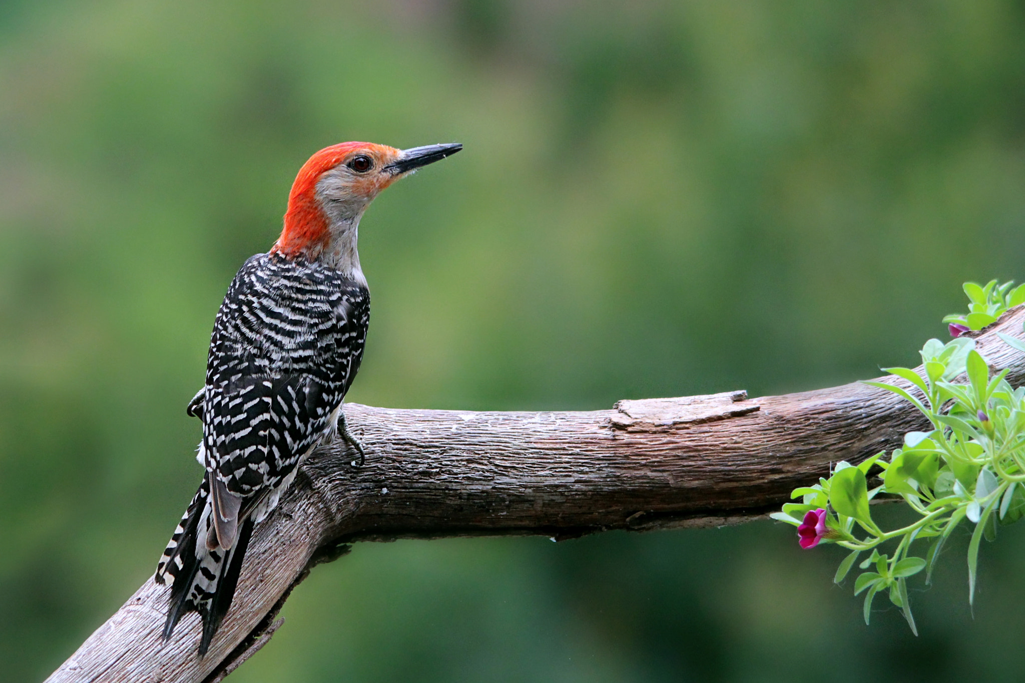 Sigma 150-500mm F5-6.3 DG OS HSM sample photo. Red-bellied woodpecker photography