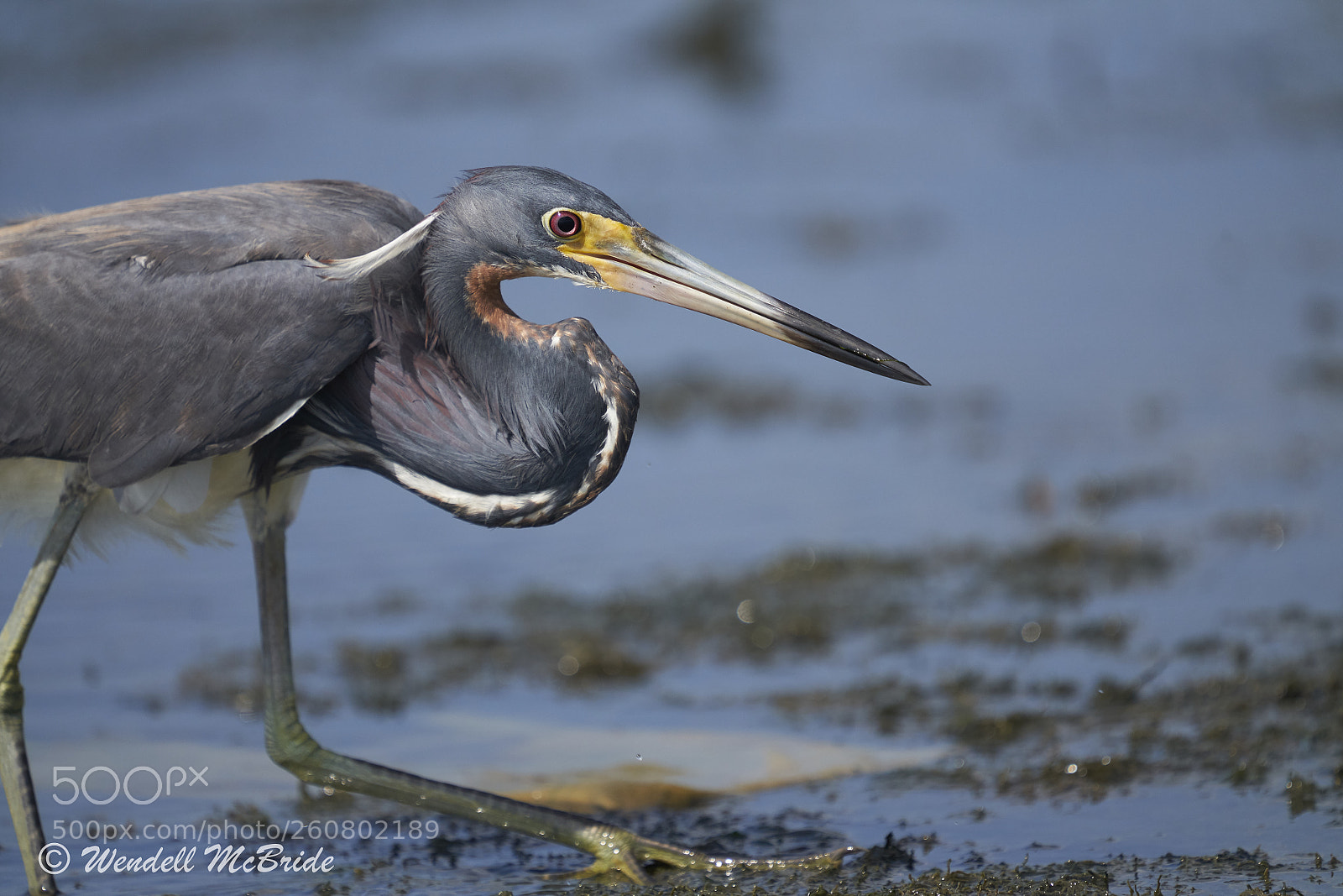 Sony a7R III sample photo. Tri-colored heron on the photography