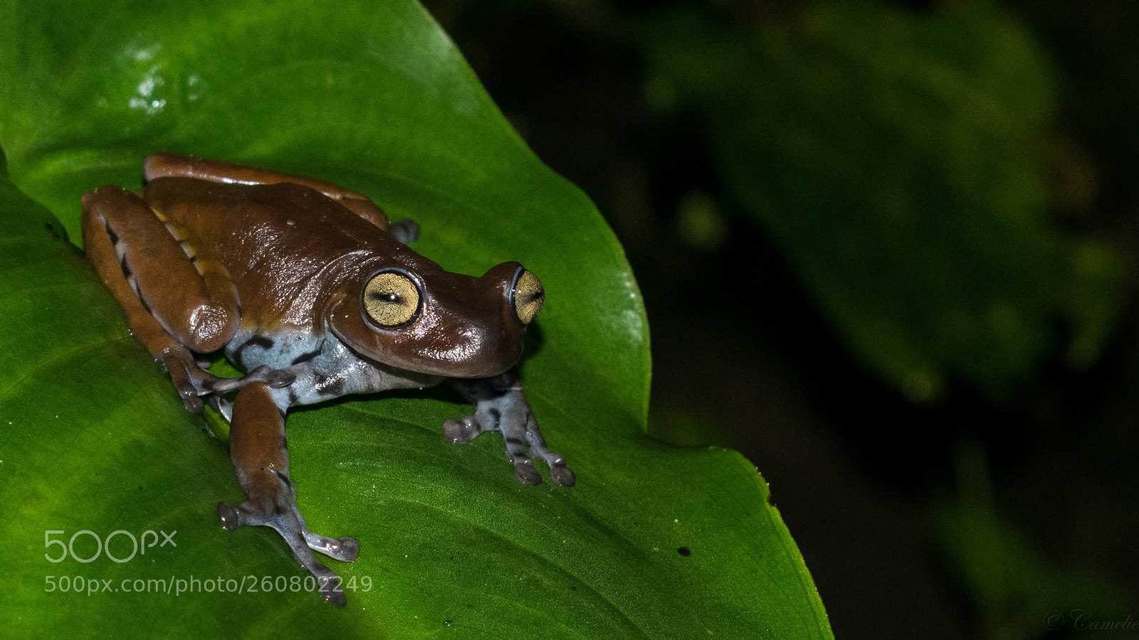 Nikon D5300 sample photo. Chocolate frog photography