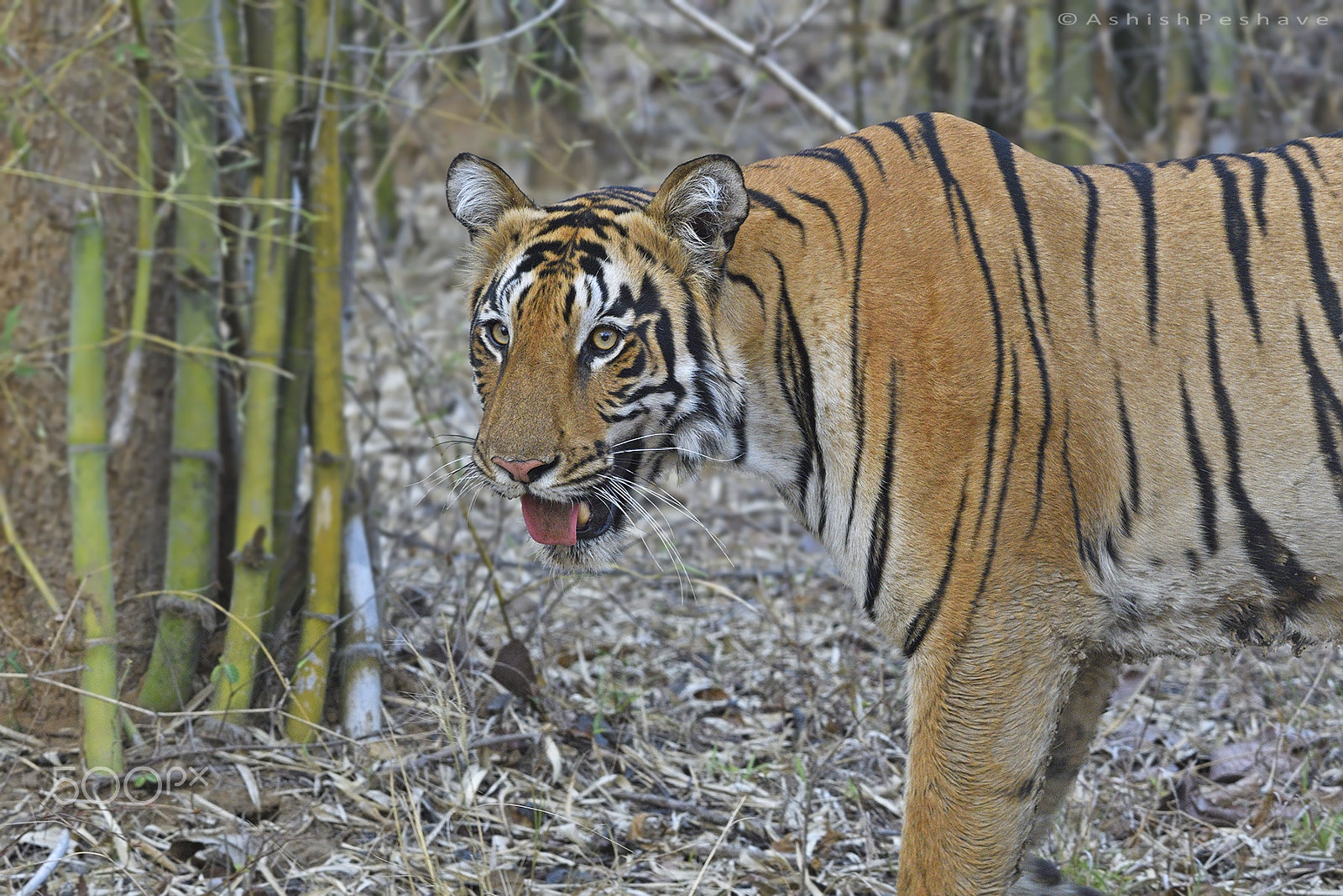 Nikon D500 sample photo. Up close with the huntress photography