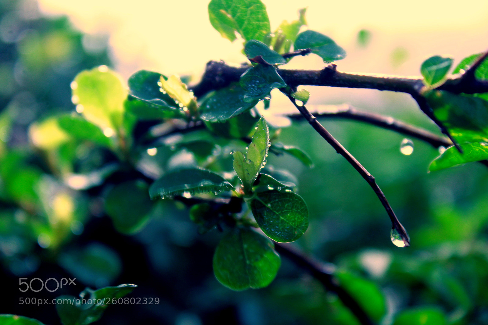 Canon EOS 700D (EOS Rebel T5i / EOS Kiss X7i) sample photo. Img photography