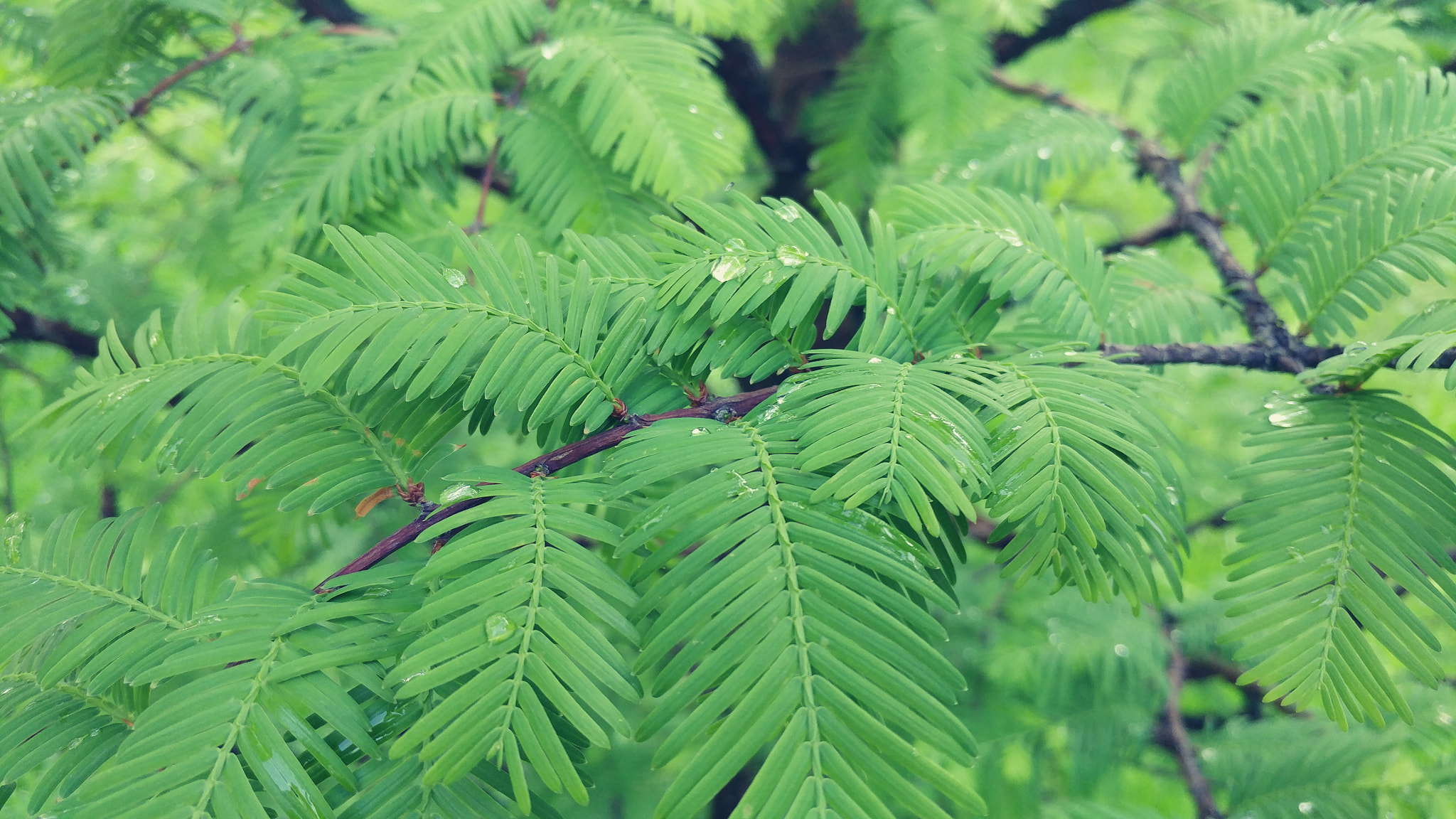 LG V20 sample photo
